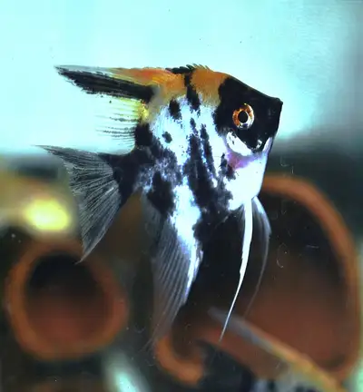 **SPECIAL** Medium Koi angelfish, View more