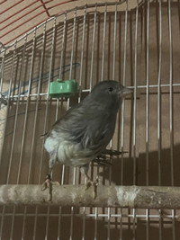 Female canary for sale 