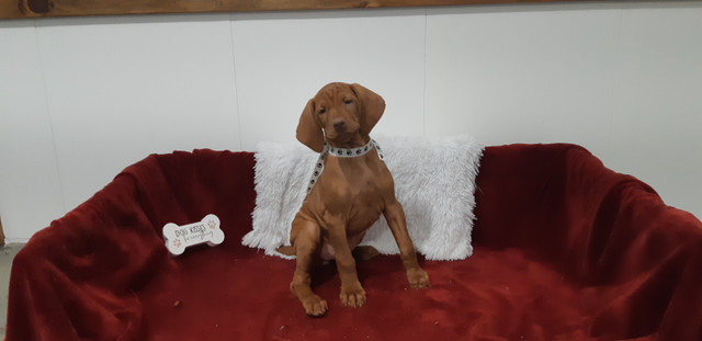 Two Adorable Vizsla Puppies (Females) in Dogs & Puppies for Rehoming in Kitchener / Waterloo