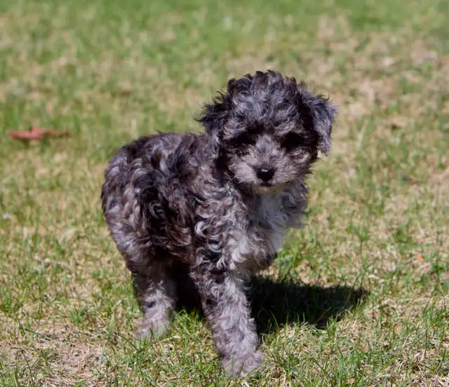 Mini Aussiedoodle F1b  merles in Dogs & Puppies for Rehoming in Drummondville - Image 10