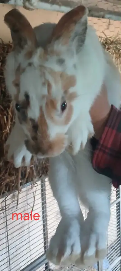 Flemish Giant cross bunnies, View more