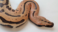 Goldeneye Blood Python