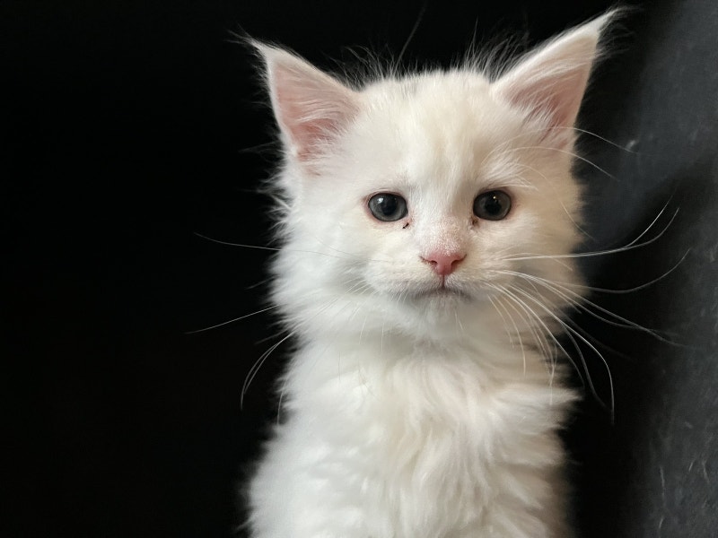 Maine Coon Kittens Purebreed SHE’S READY FOR HER NEW HOME Cats