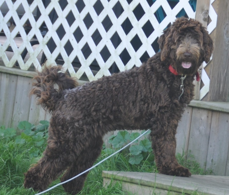 Guardian Puppy available for adoption Dogs & Puppies for Rehoming