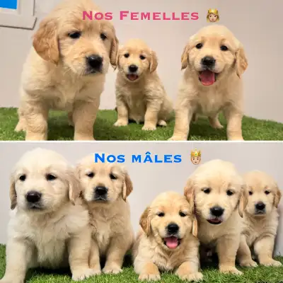 Bonjour, je vous présente une magnifique portée disponible à l'adoption. Les chiots sont vaccinés, m...