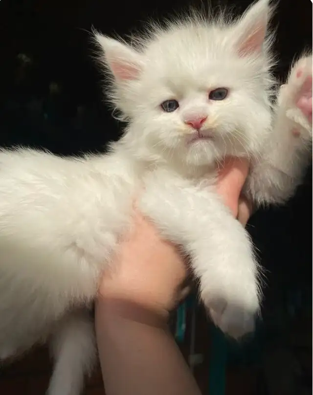 Maine Coon kittens registered CCA