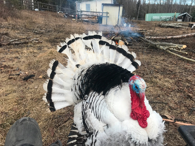 Royal palm Turkey hatching eggs in Livestock in Quesnel