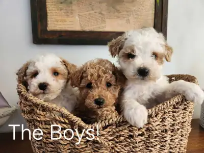 Beautiful Bichonpoo Puppies!, View more