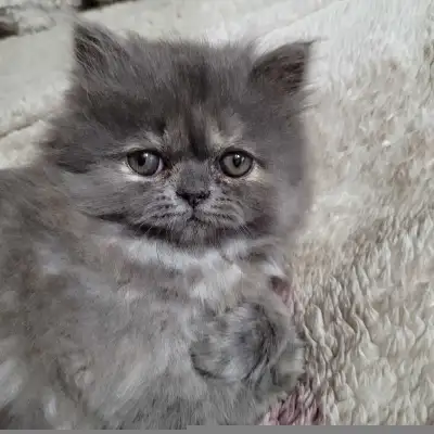 adorable chaton persan gris, View more