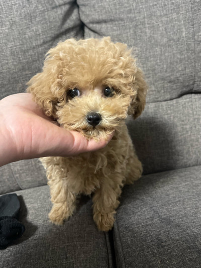 Toy poodle puppy(one girl and one boy left) 