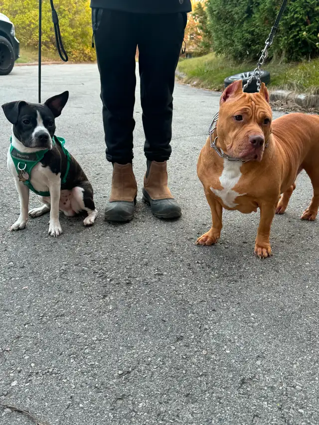 Therehomers in Registered Shelter / Rescue in City of Toronto - Image 4