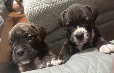 6 beautiful boxer puppies with tails, View more