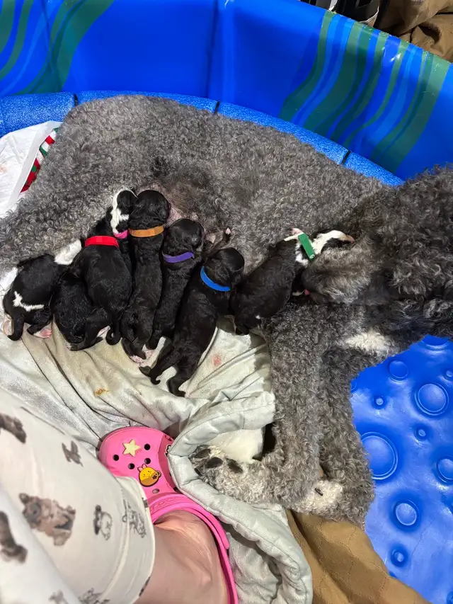 JUST BORN  F1 SHEEPADOODLES MEDIUM SIZED! in Dogs & Puppies for Rehoming in Grande Prairie - Image 11