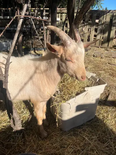 Male goat $450 Ready to go at the end of the month Will be 8 months old Ready for the freezer Or He...