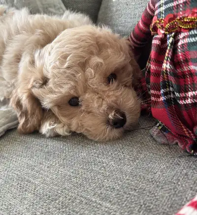 Adorable Poochon (Bichon/Poodle) Puppies!!!, View more