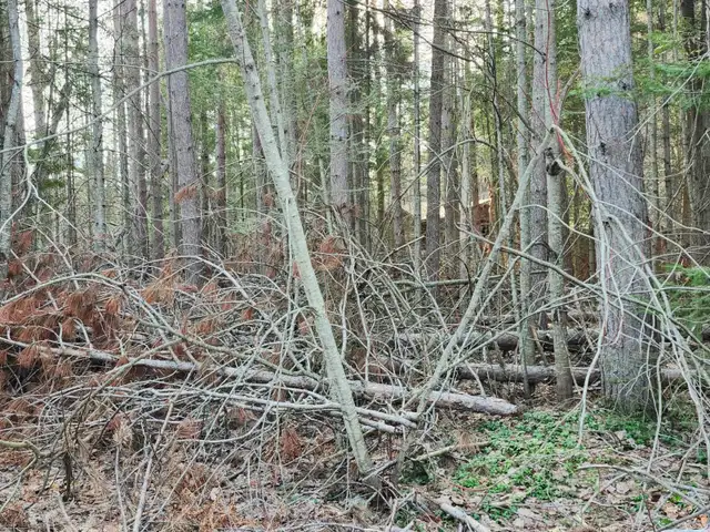 FREE Red Pine CampFire wood, & Brush — Variety of Sizes in Free Stuff in Muskoka - Image 8