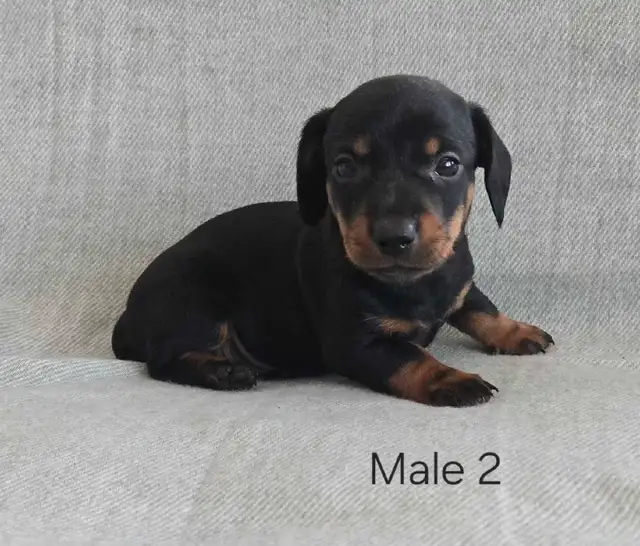 Stunning Miniature Dachshund Puppies. 2 puppies left! in Dogs & Puppies for Rehoming in Winnipeg - Image 6