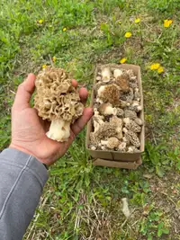 Fresh organic Ontario Morel mushrooms