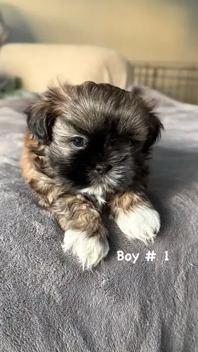 Shihtzu Puppies, View more