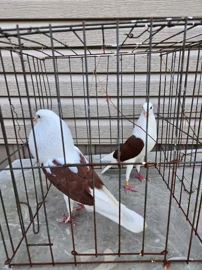 voorborg shield pigeons, View more
