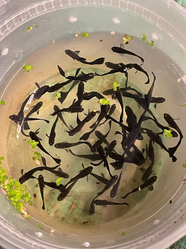 Male Black Guppies  in Fish for Rehoming in Hamilton - Image 3