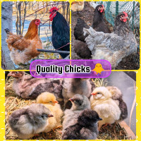 Quality Chicks 