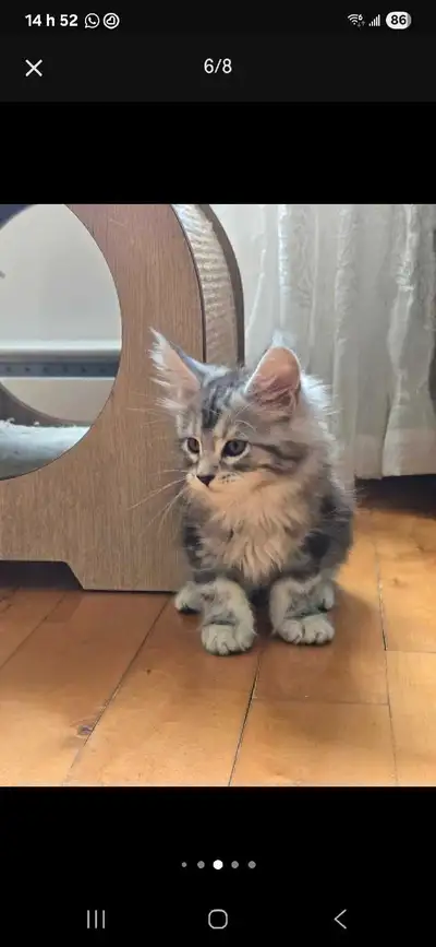 Mainecoon, View more