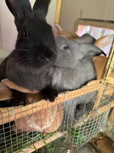 Flemish giants
