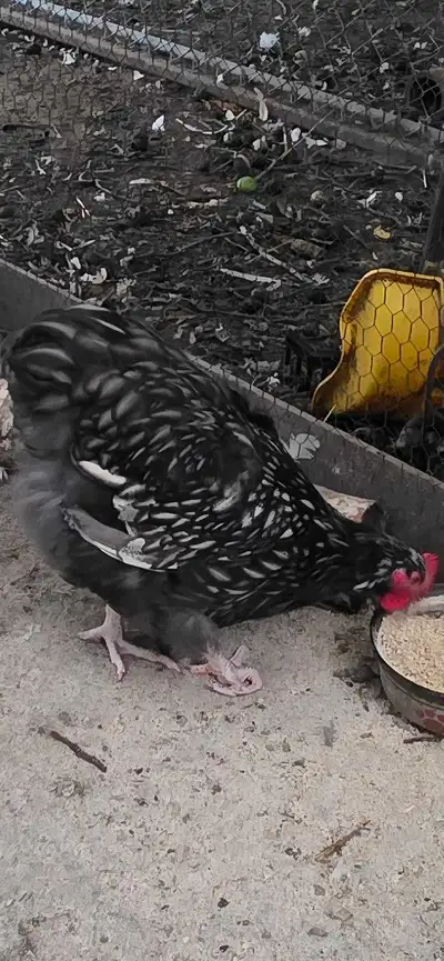 beautiful Silver laced Chocolate Orpington, View more