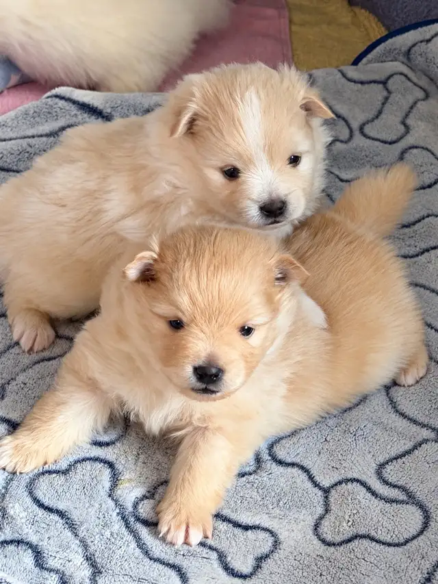 BEAUTIFUL PUREBRED POMERANIAN PUPPIES
