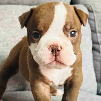 Olde English Bulldogs puppies, View more