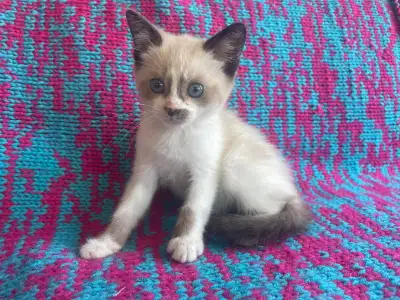 Ragdoll Siamese Kittens For Loving Home This extra cute and sweet babies is the most adorable and sw...