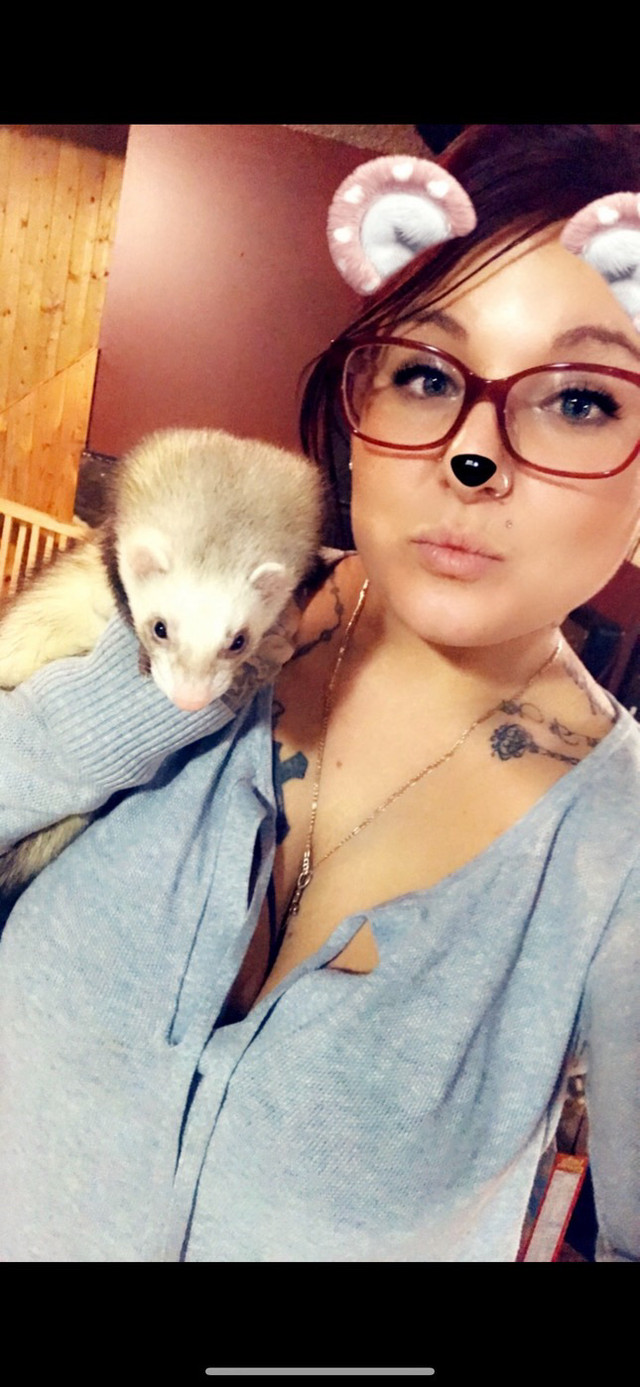 2 female ferrets in Other Pets for Rehoming in Edmonton - Image 4