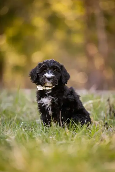 F1B small Bernedoodle puppies, View more
