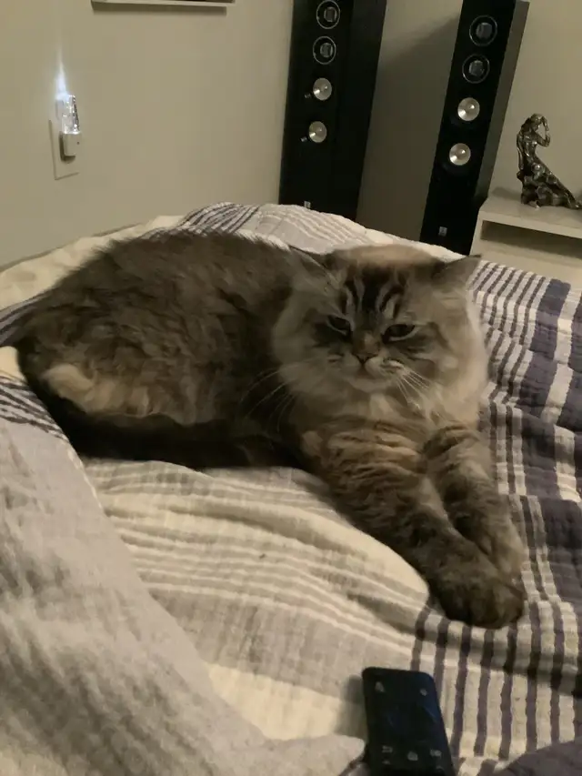 Chat perdu64269669871234120