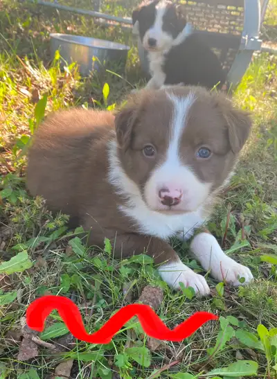 Full Border Collie puppies. Dam and sire are family farm dogs but come from parents that were cattle...