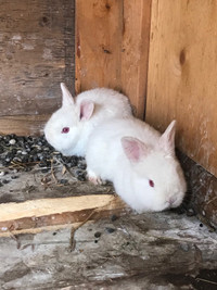  Bunnies  with red eyes  in stettler 