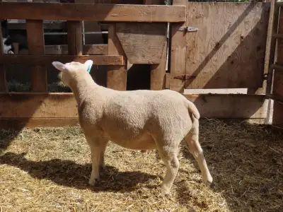 Two registered Texel ram lambs left at the farm., View more