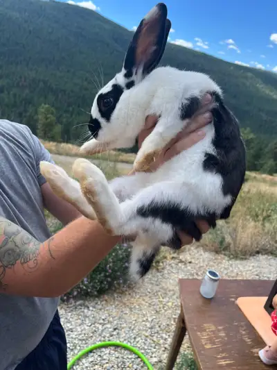 Flemish Giant - New Zealand Mix Rabbits, View more