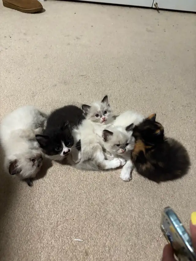 maine coon and ragdoll