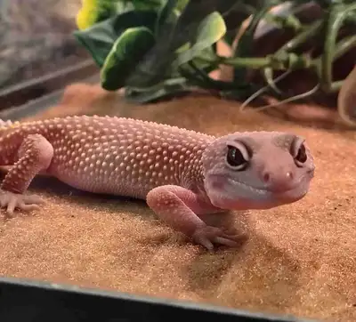 baby leopard gecko, View more