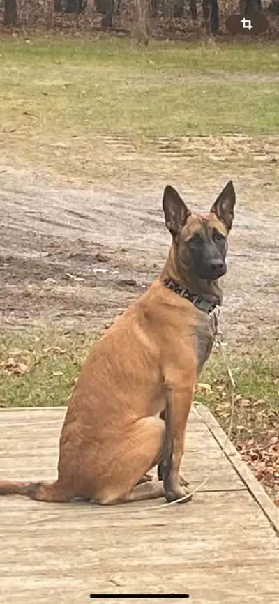 Malinois, View more