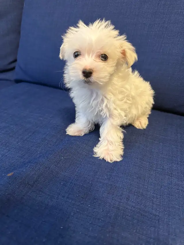 Morkie Puppies in Dogs & Puppies for Rehoming in Ottawa - Image 5