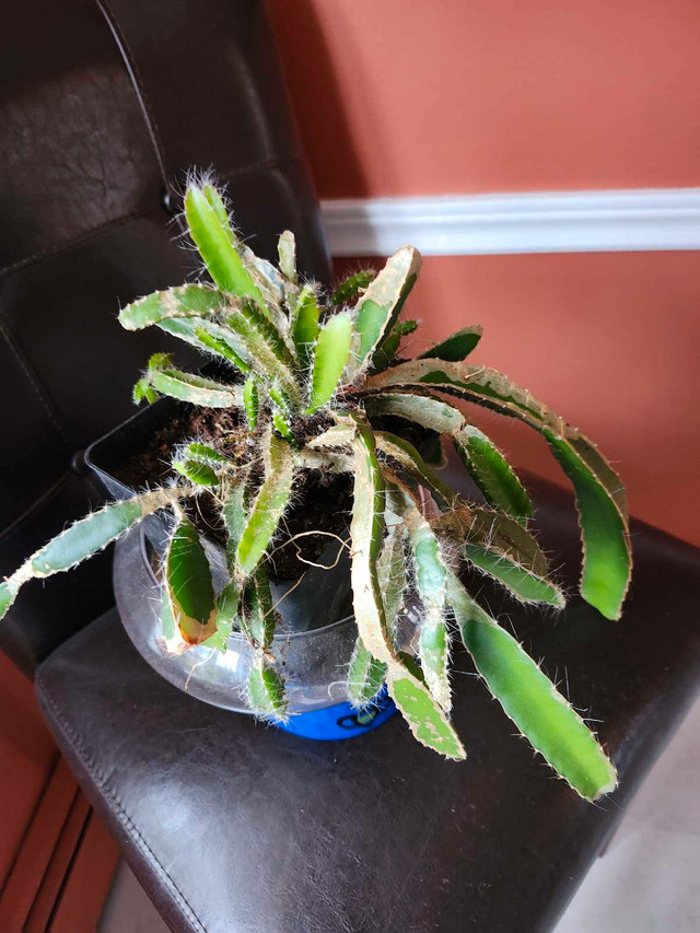  House Plants for sale.   in Other in Charlottetown - Image 3