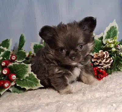 Gorgeous Fancy Blue Tri  small Chihuahua male  2000., View more