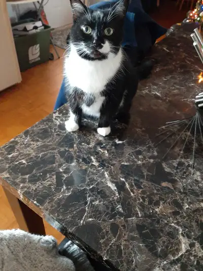 gardiennage d animaux à Longueuil, View more