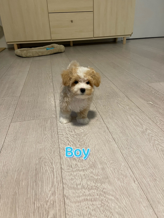 toy size maltipoo puppy in Dogs & Puppies for Rehoming in Richmond - Image 4