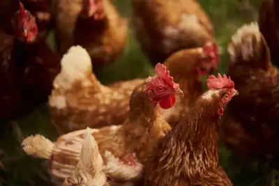 Pasture-Raised Laying Hens for Sale, View more