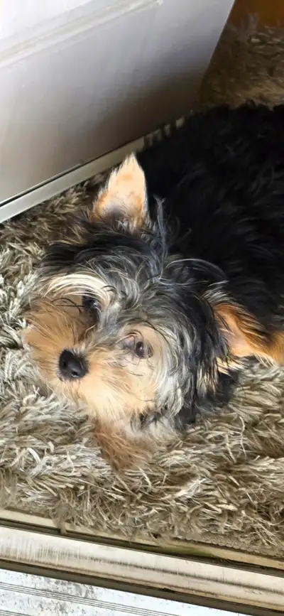 Sweet Yorkshire Terrier. Male, View more