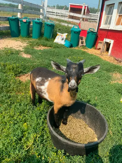 Two 3 month old Nigerian Dwarf bucks for sale. Very social, sweet little guys. They are both very he...